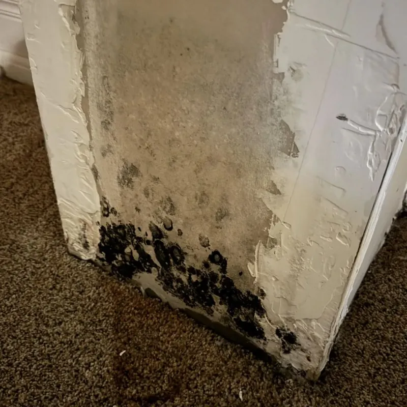 Professional Mold Removal in Norwell, MA